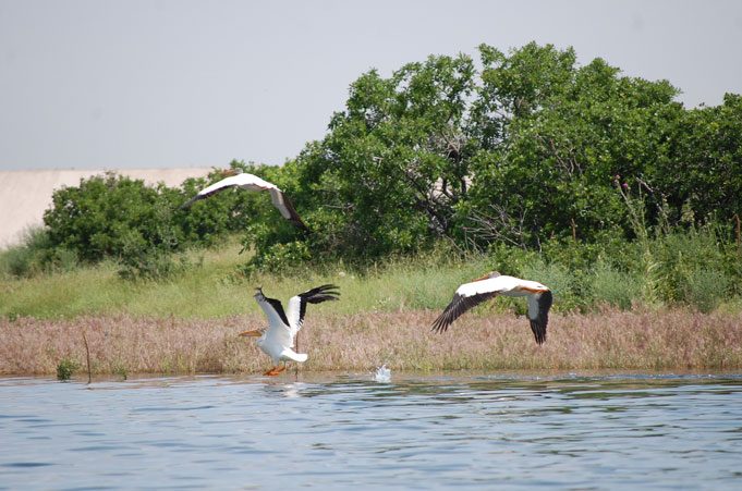 three cranes flying
