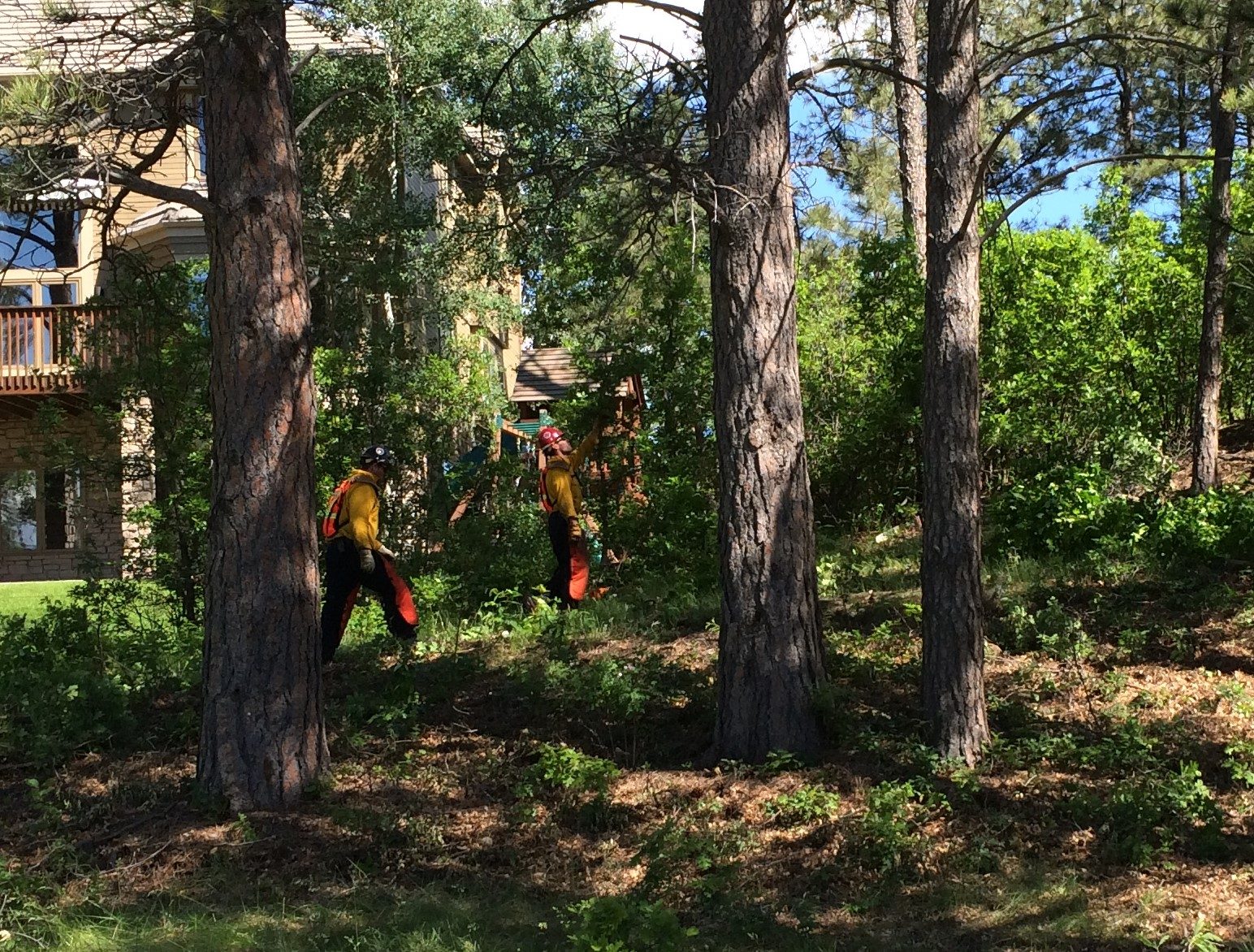 Image of South Metro Fire Rescue clearing brush in a tree area