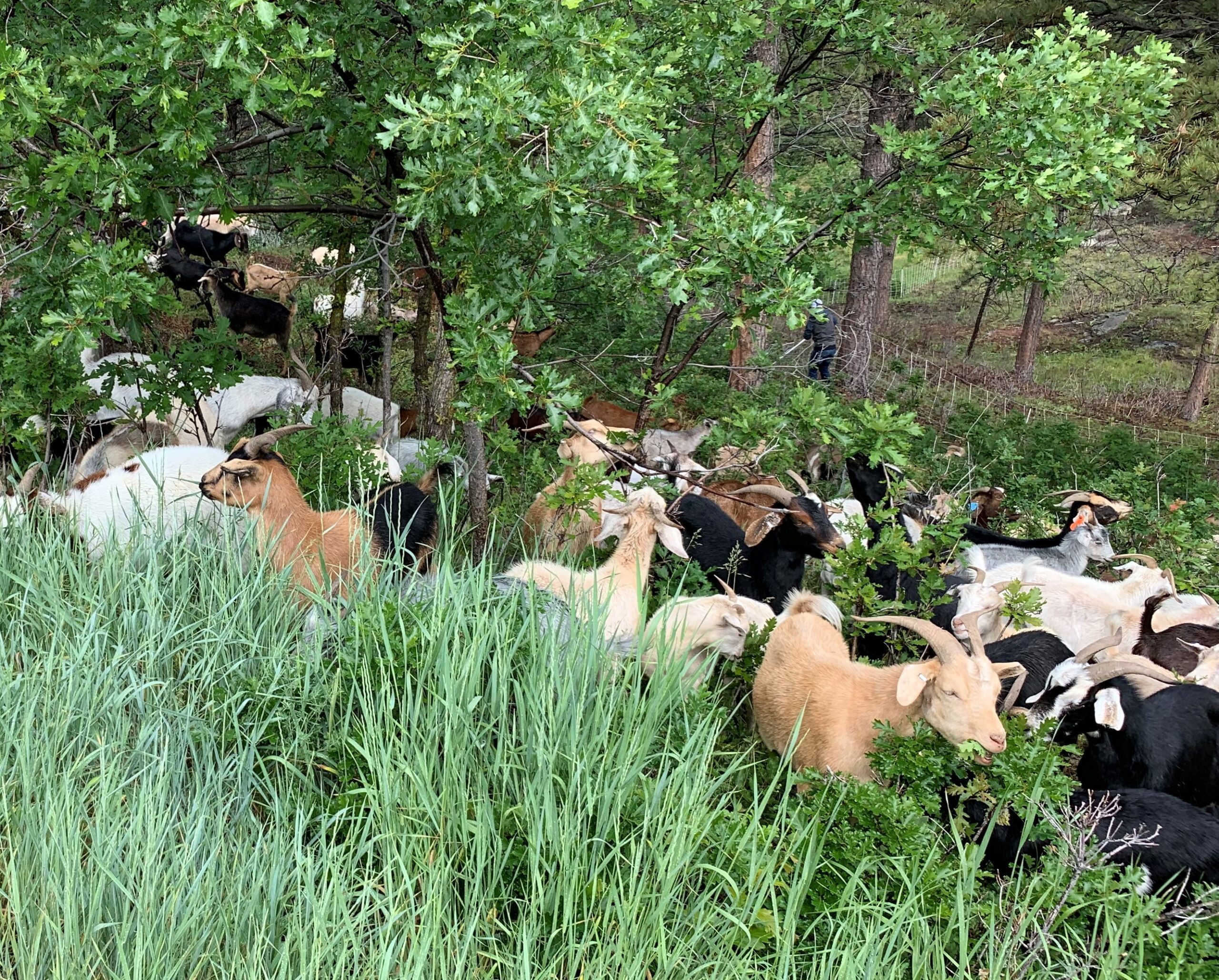 Goats grazing on vegetation